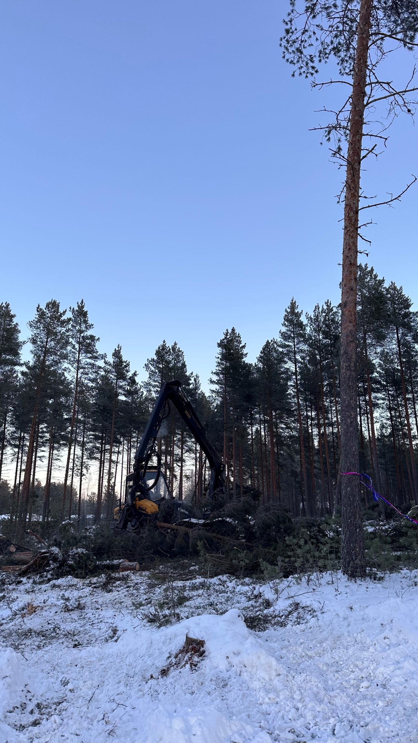 Hannesmyrskyn metsätuhojen raivaustyöt ovat käynnistyneet Tunkkarilla Vetelissä